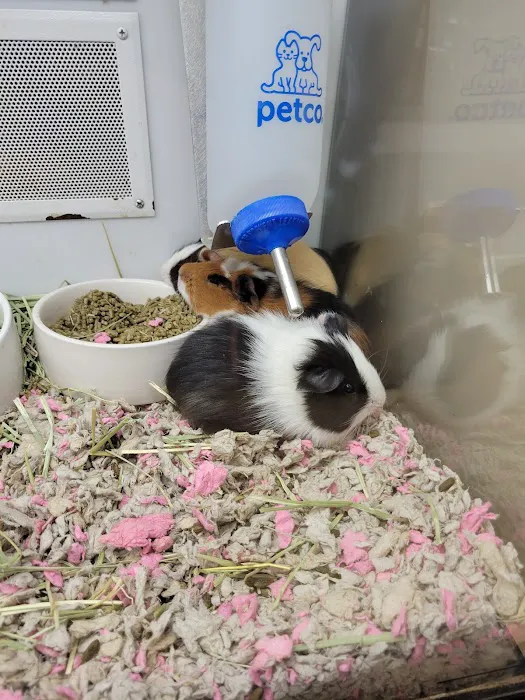Petco Picture 1
