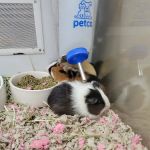 Petco