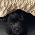 Vetco Vaccination Clinic