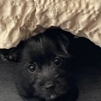 Vetco Vaccination Clinic ico