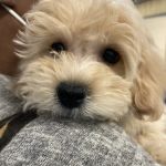 Throgs Neck animal hospital