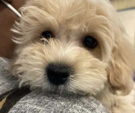 Throgs Neck animal hospital