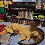 Noah's Ark Pet Clinic