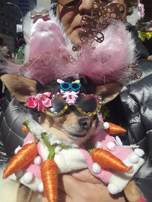 Doggie Designz Picture 1
