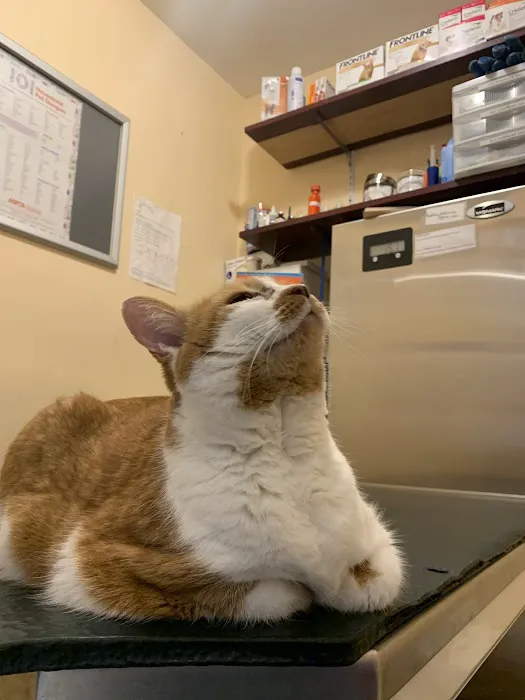 Bedford Stuyvesant Veterinary Clinic Picture 1