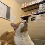 Bedford Stuyvesant Veterinary Clinic
