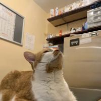 Bedford Stuyvesant Veterinary Clinic ico