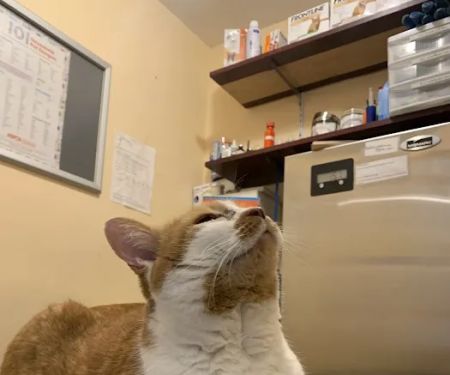 Bedford Stuyvesant Veterinary Clinic
