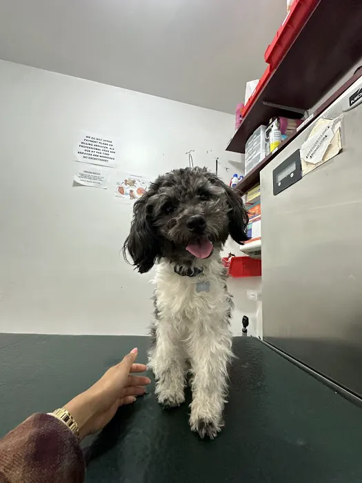 Bedford Stuyvesant Veterinary Clinic Picture 2