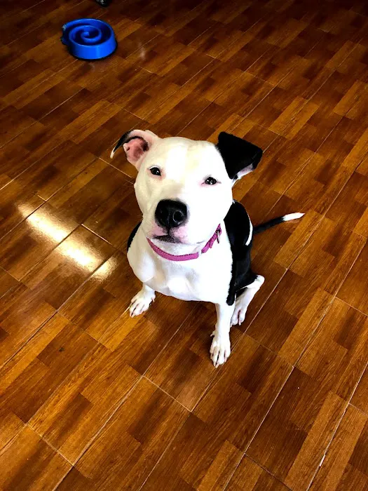 The Neighborhood Vet Picture 7