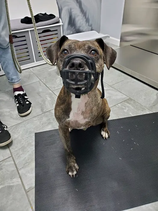 The Neighborhood Vet Picture 9