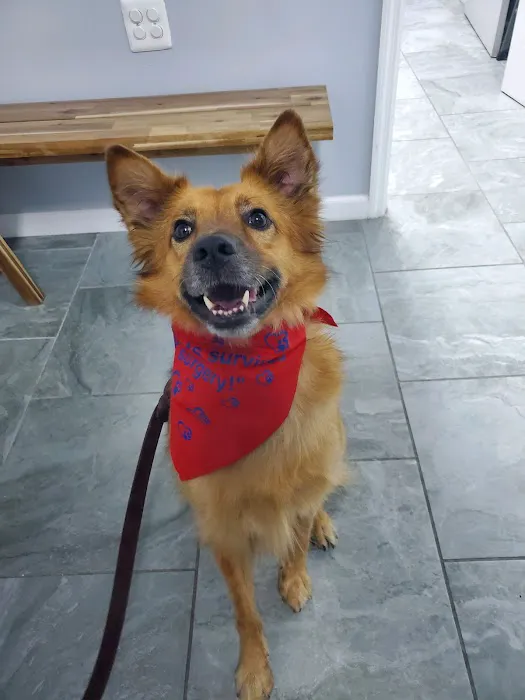 The Neighborhood Vet Picture 6