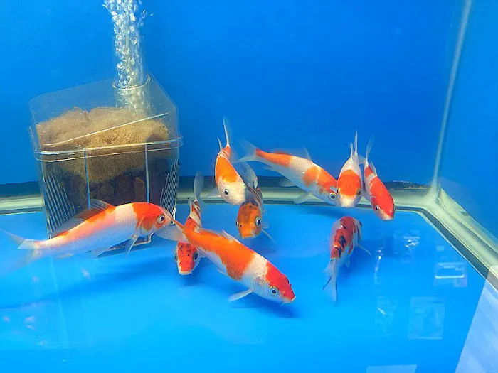 Empire Pet Fish Picture 2