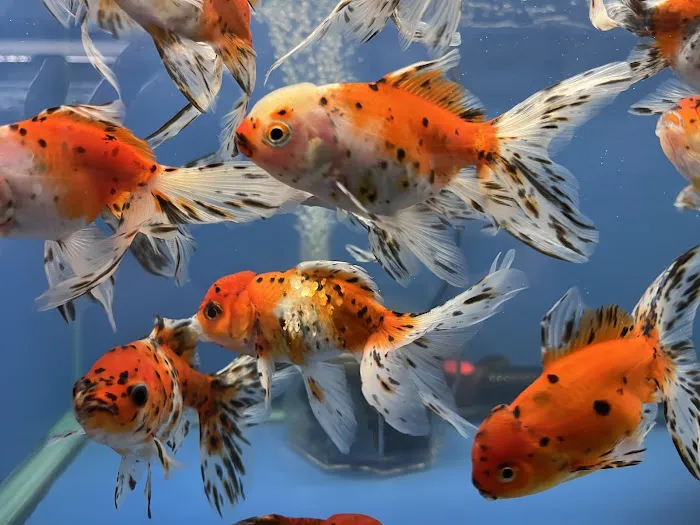 Empire Pet Fish Picture 8