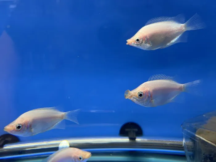 Empire Pet Fish Picture 7