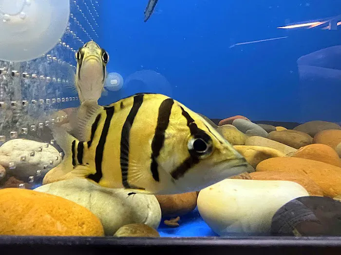 Empire Pet Fish Picture 5