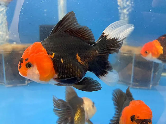 Empire Pet Fish Picture 4