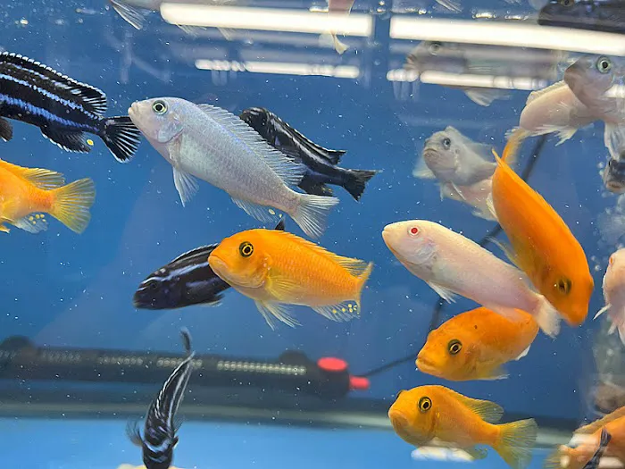 Empire Pet Fish Picture 3