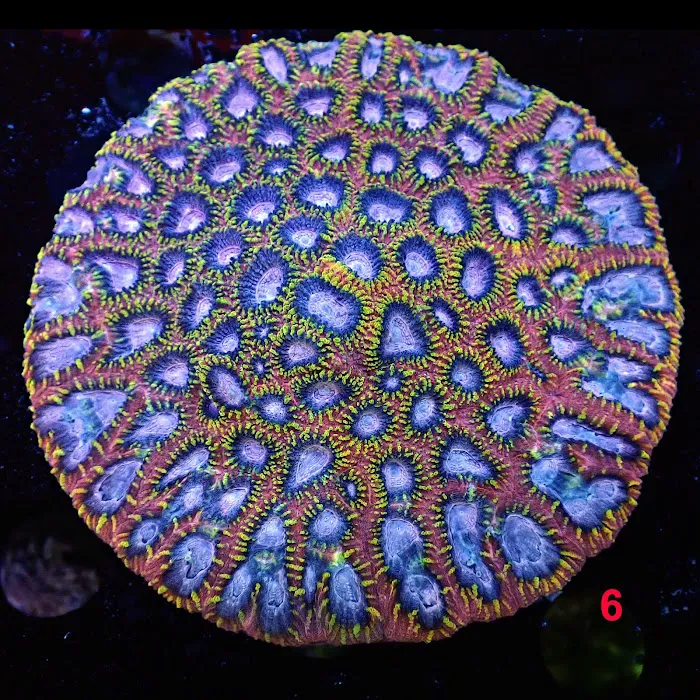 New York Reef Aquatic Picture 3