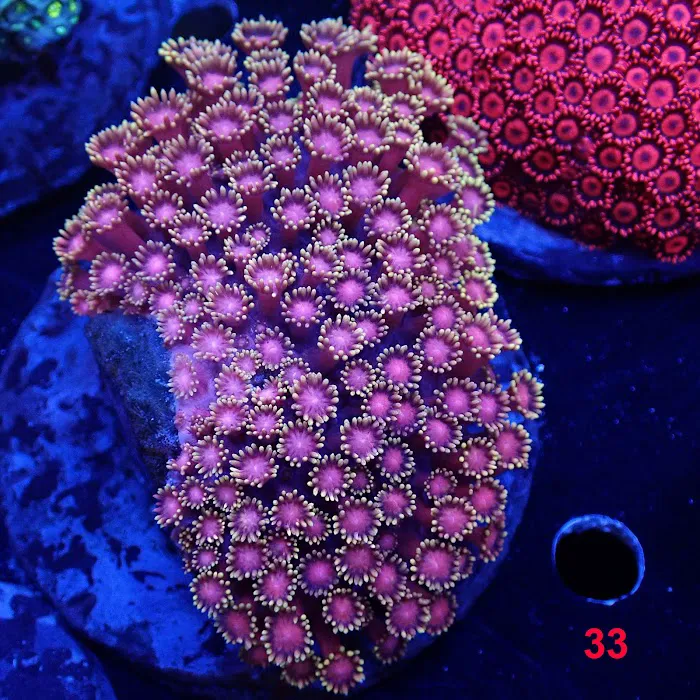 New York Reef Aquatic Picture 6