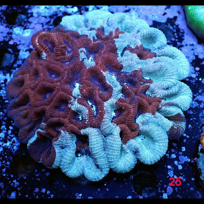 New York Reef Aquatic Picture 5