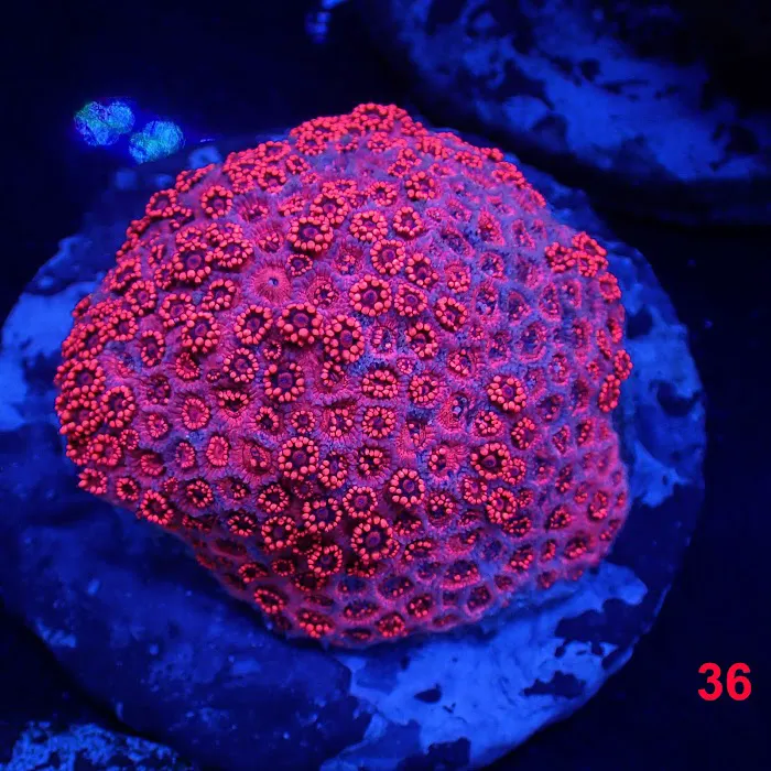 New York Reef Aquatic Picture 2