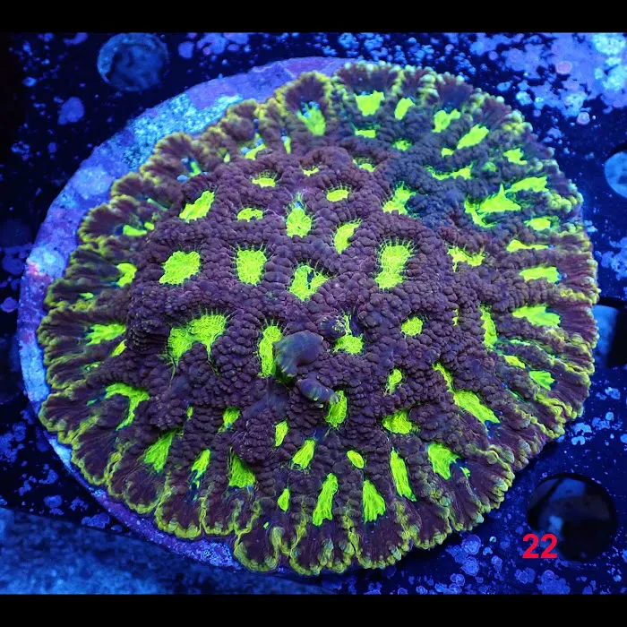 New York Reef Aquatic Picture 7