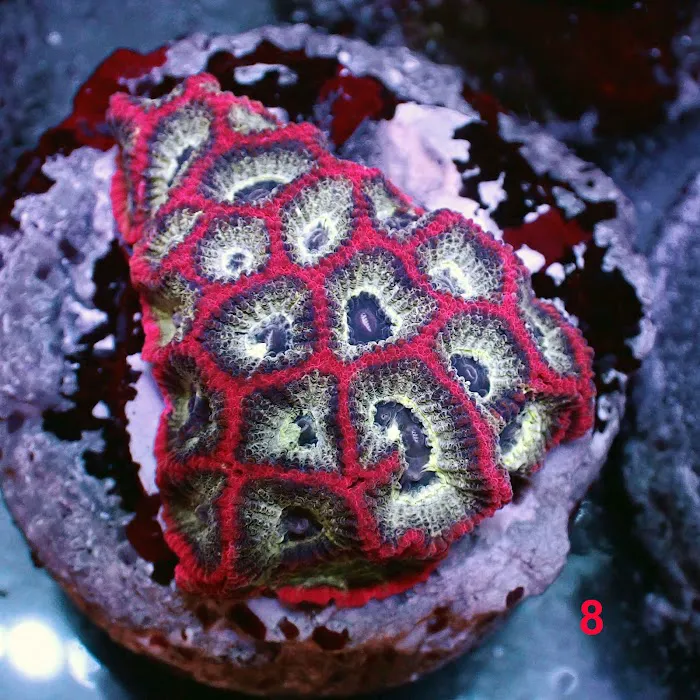 New York Reef Aquatic Picture 4