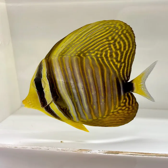 New York Reef Aquatic Picture 10