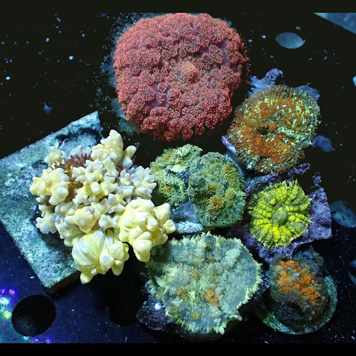 New York Reef Aquatic Picture 9