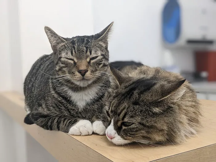 Bushwick Veterinary Center Picture 3