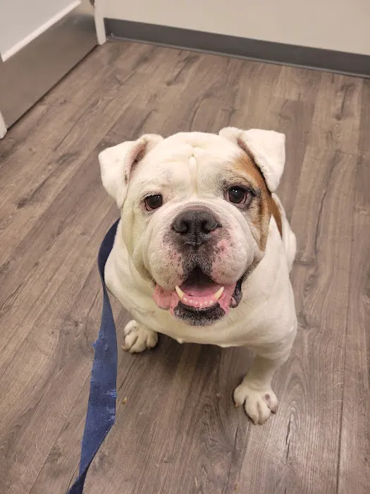 Bushwick Veterinary Center Picture 5
