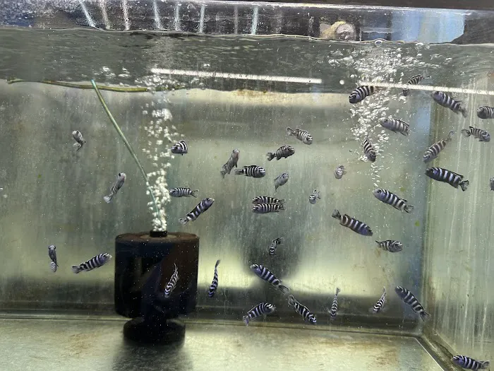 KHC Aquarium Picture 2