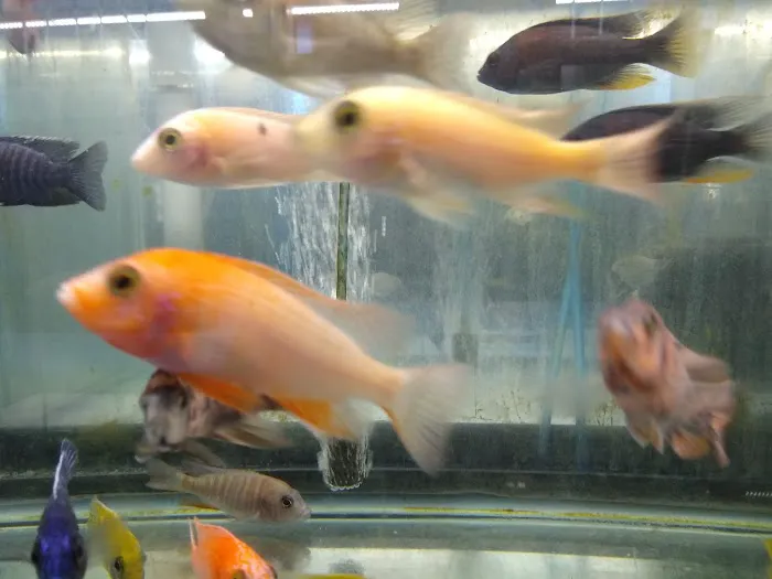KHC Aquarium Picture 6