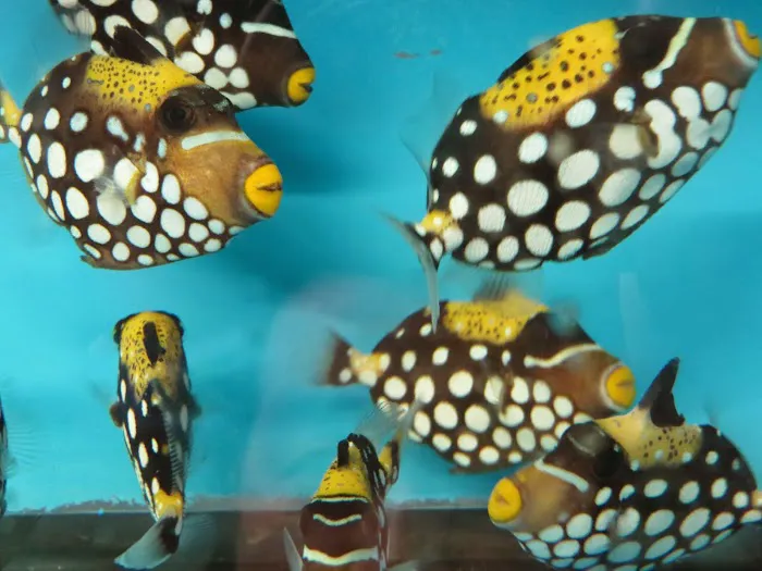 KHC Aquarium Picture 8