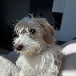 Woodside Pet Hospital