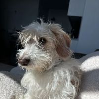 Woodside Pet Hospital ico