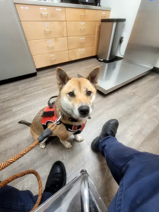 Williamsburg Animal Clinic Picture 2