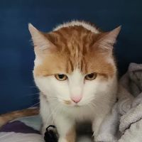 Williamsburg Animal Clinic ico