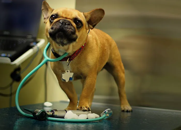 Animal Clinic of Marine Park Picture 6