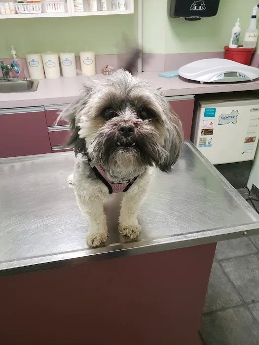 Animal Clinic of Marine Park Picture 3