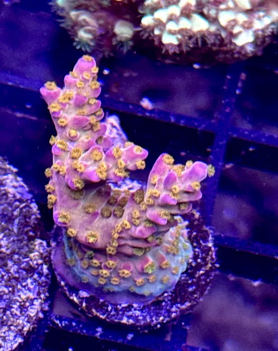 Long Island Corals Picture 6
