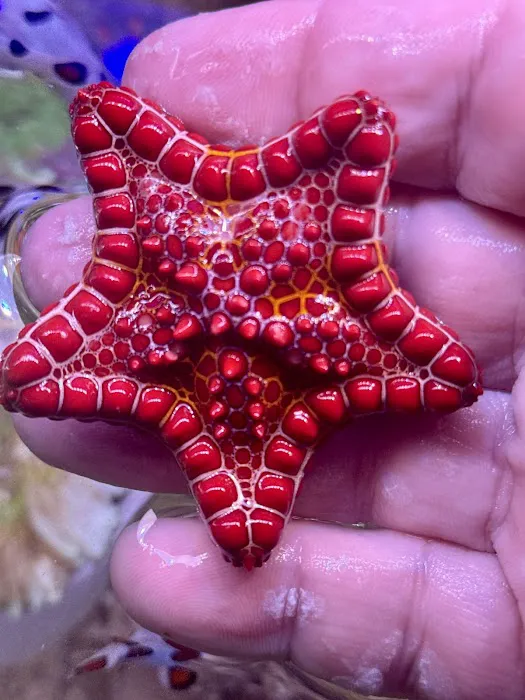 Long Island Corals Picture 1