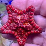 Long Island Corals