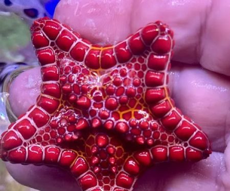 Long Island Corals