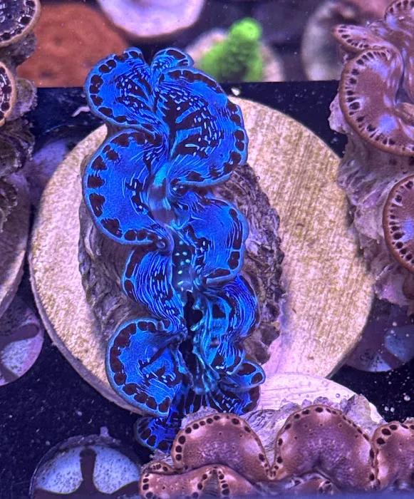 Long Island Corals Picture 3