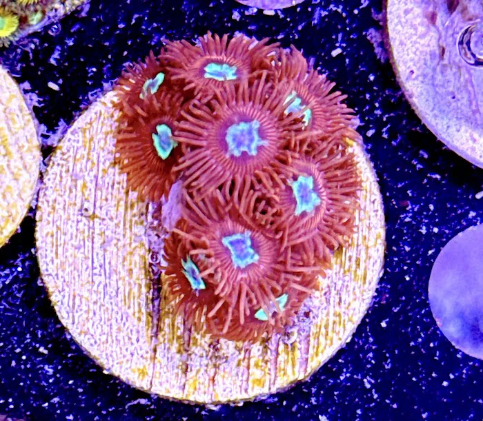 Long Island Corals Picture 2