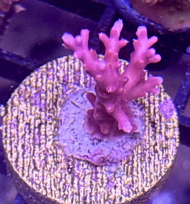 Long Island Corals Picture 8