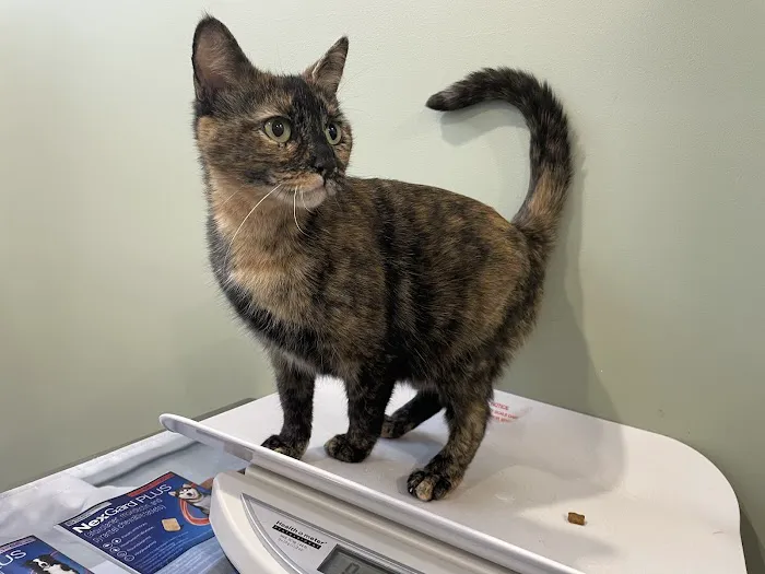 Flatbush Veterinary Clinic Picture 8