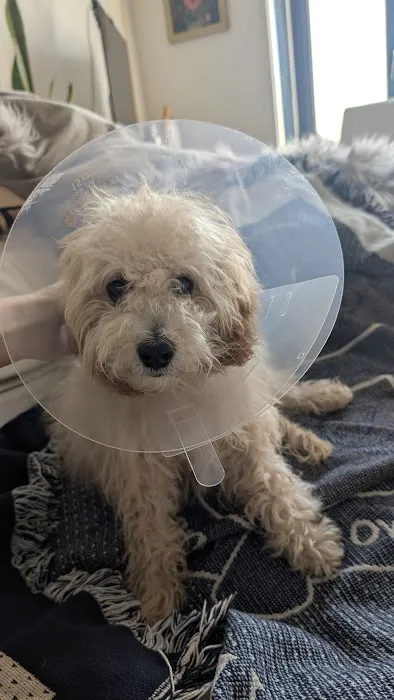 Flatbush Veterinary Clinic Picture 1
